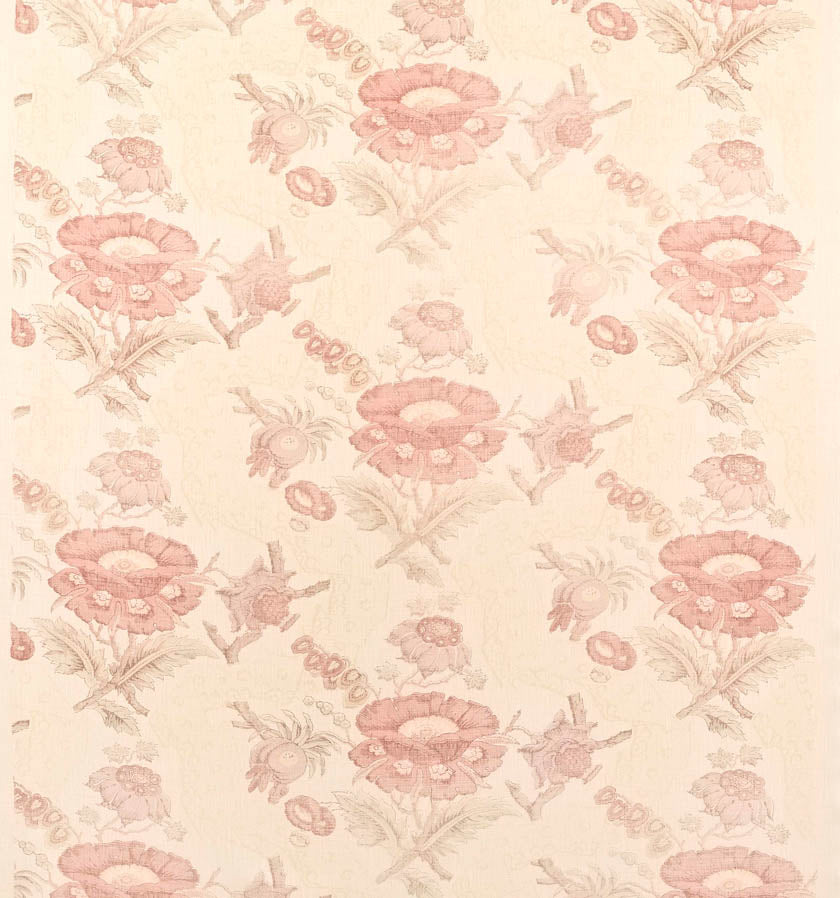 Opium Poppy Faded