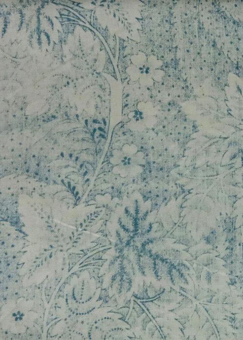 Viburnum - Blue