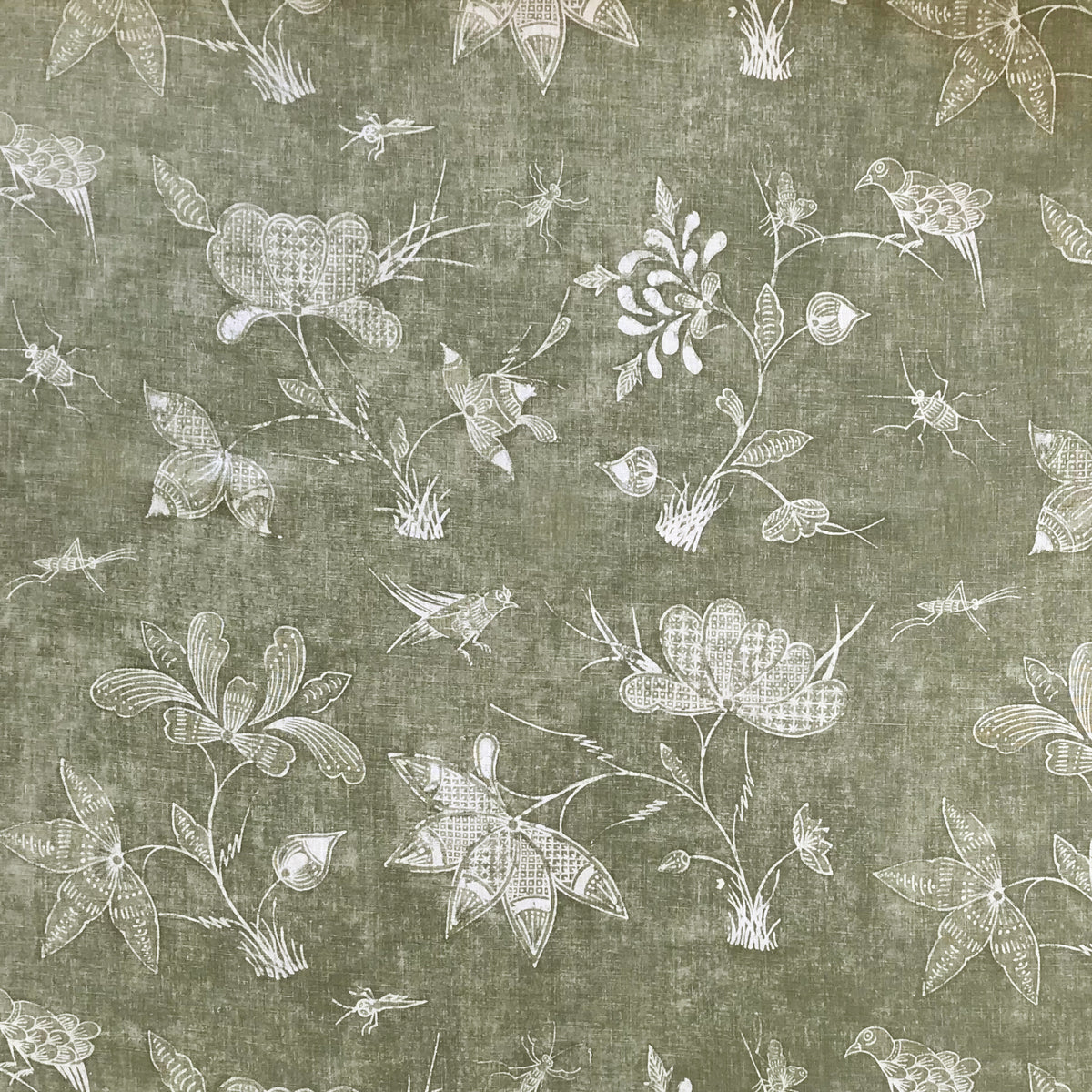 Criquet - Fern