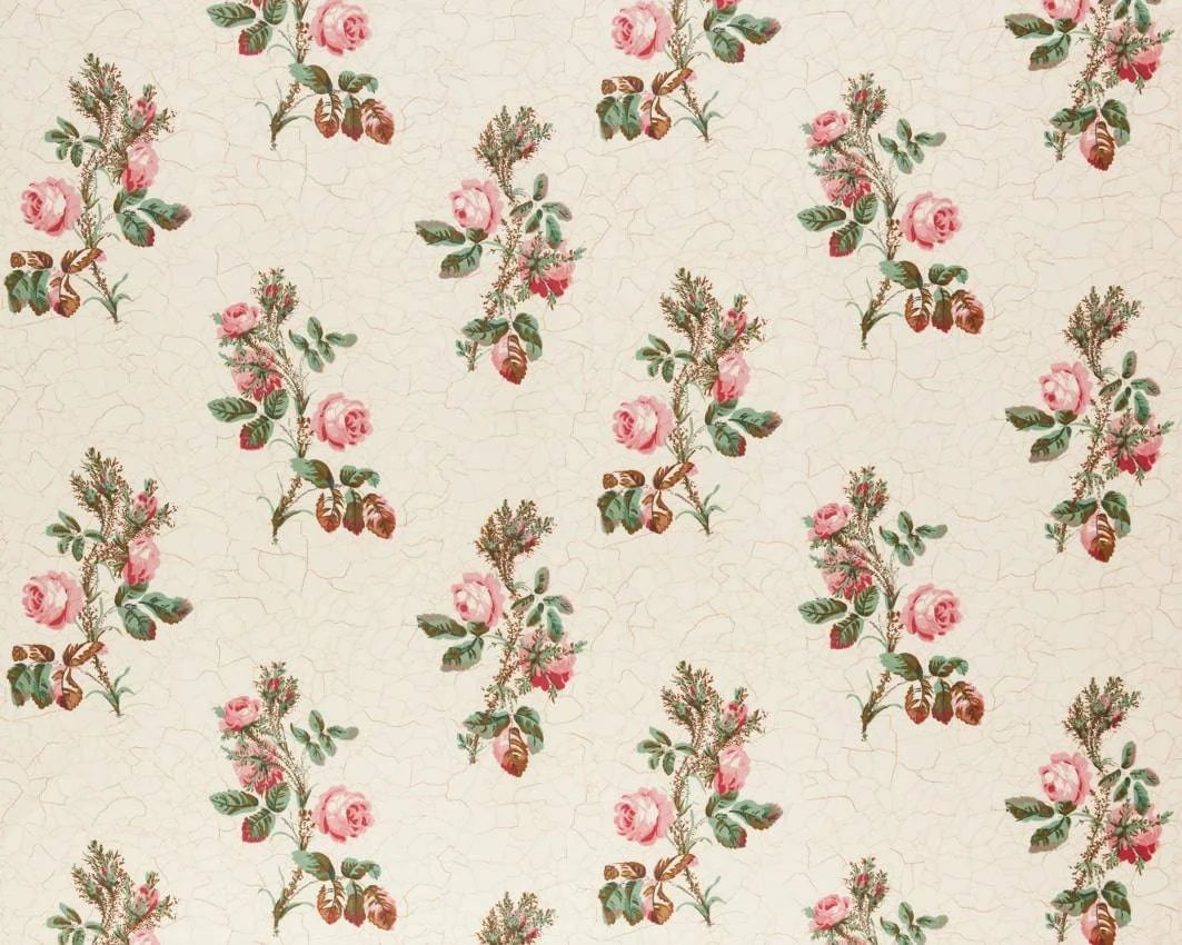 Eloise - Wild Rose