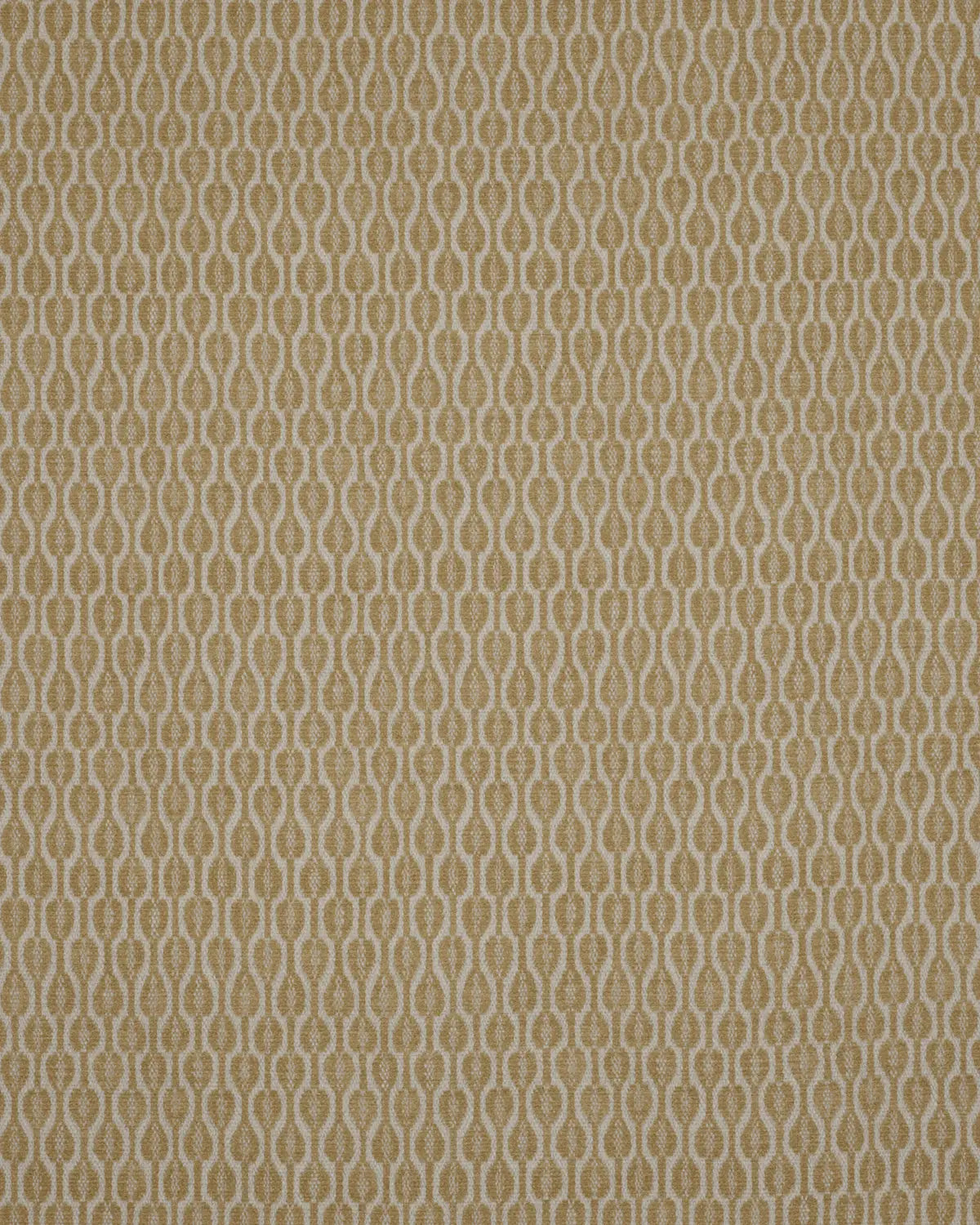 Acacia - Golden Ochre