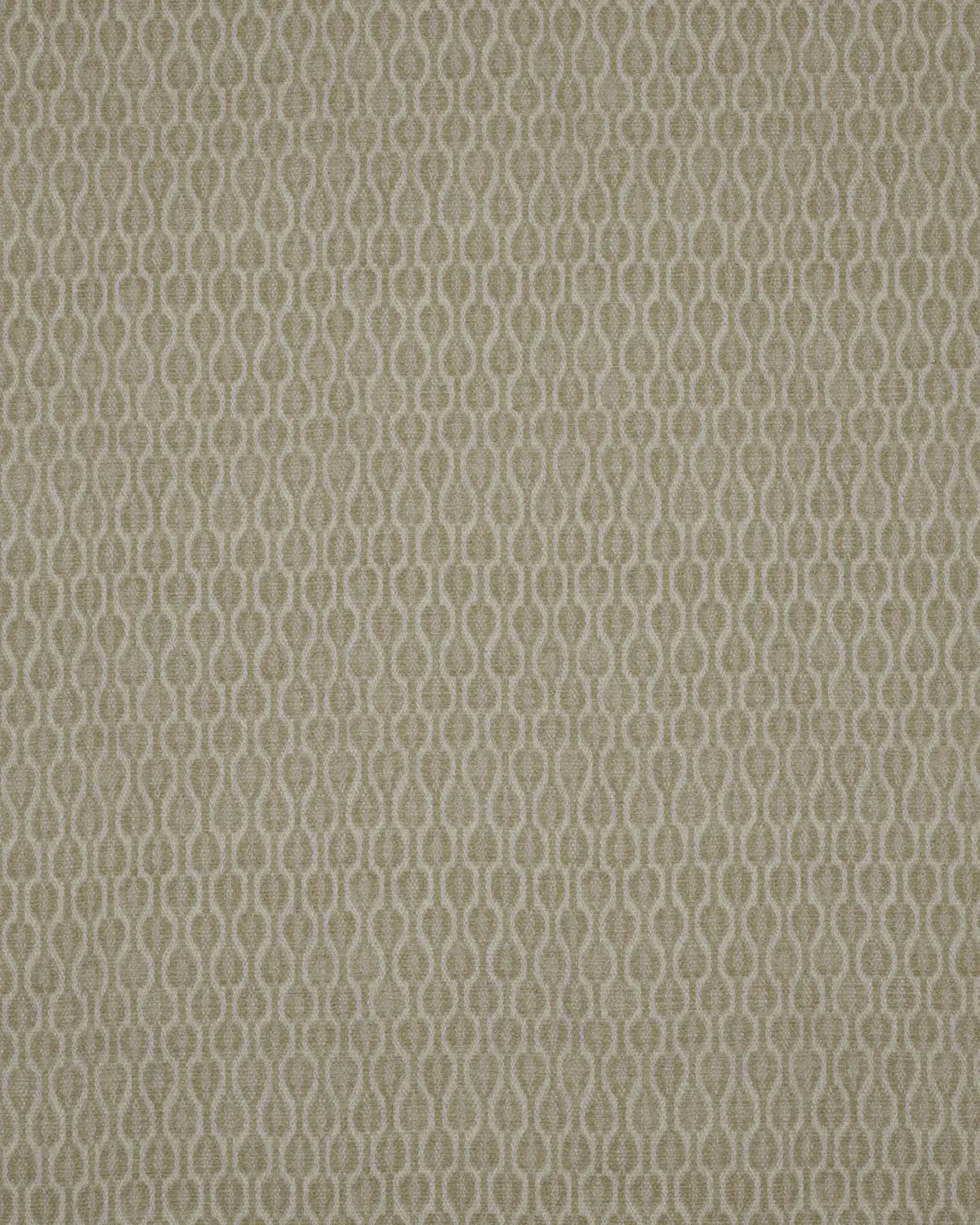 Acacia - Ivory