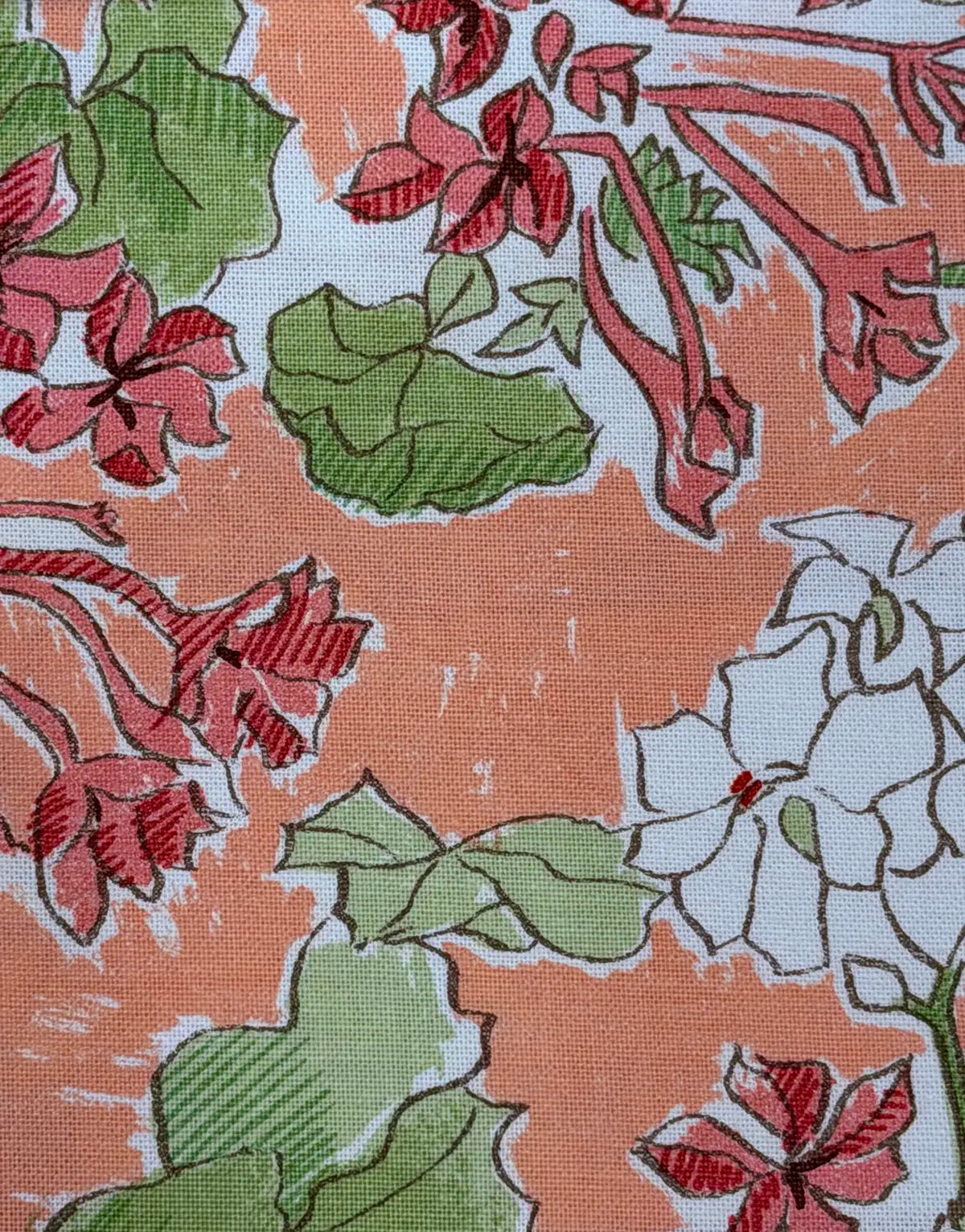 Pelargonium - Salmon