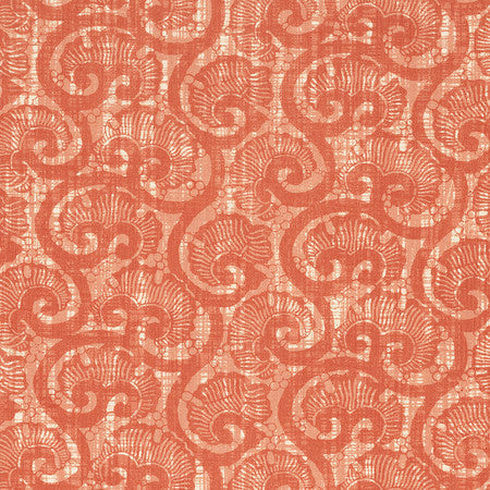 Coquina - Coral