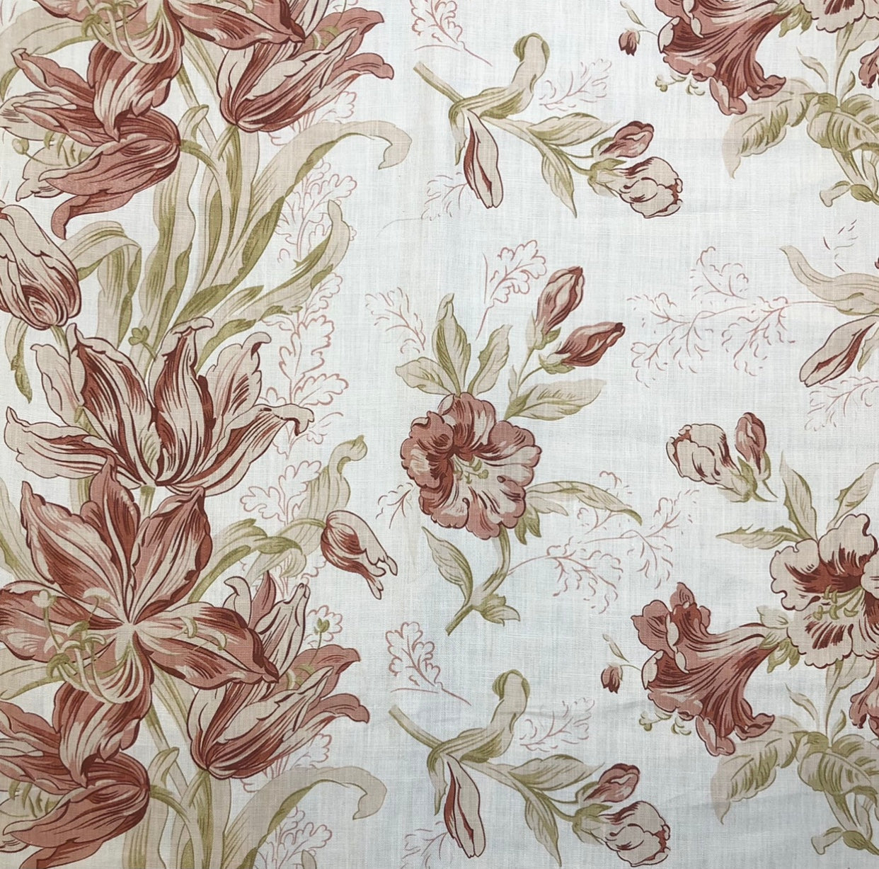 Lilium
