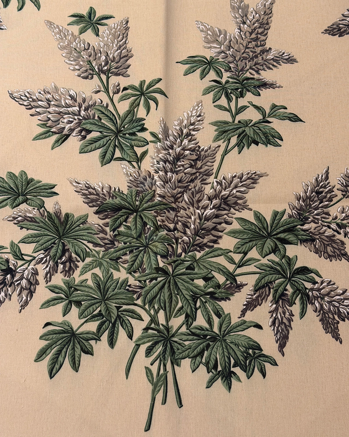 Lupins - White