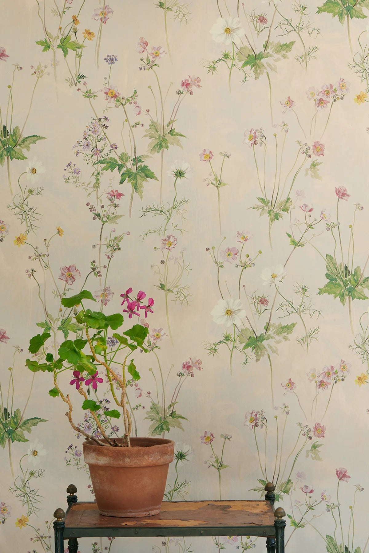Windflowers - Afternoon Tea