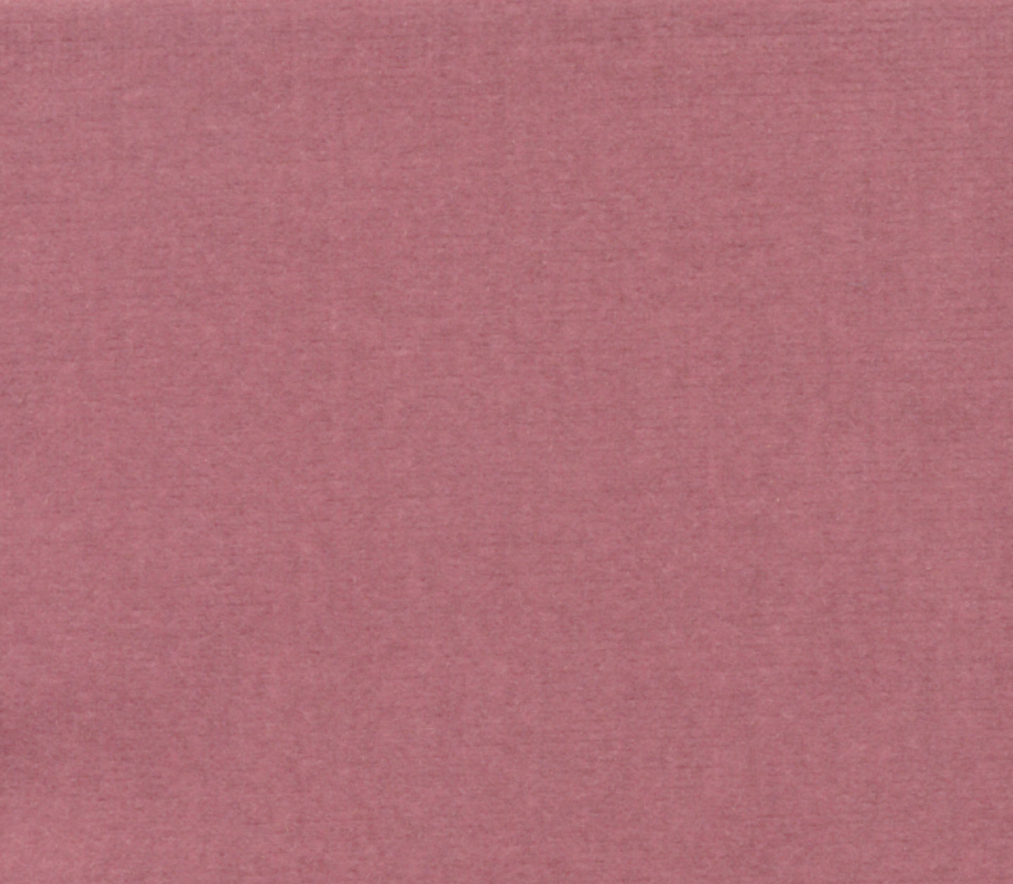 Safari - Lilac