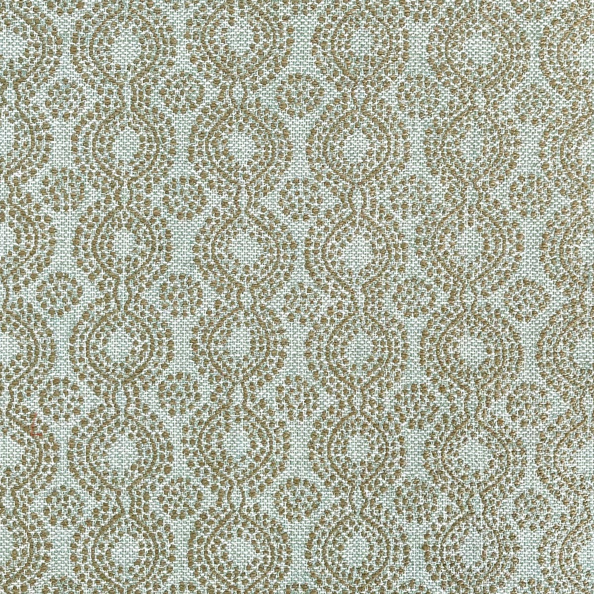 Adelaide - Lichen