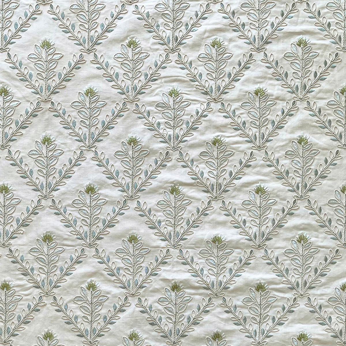 Aster - Cotton
