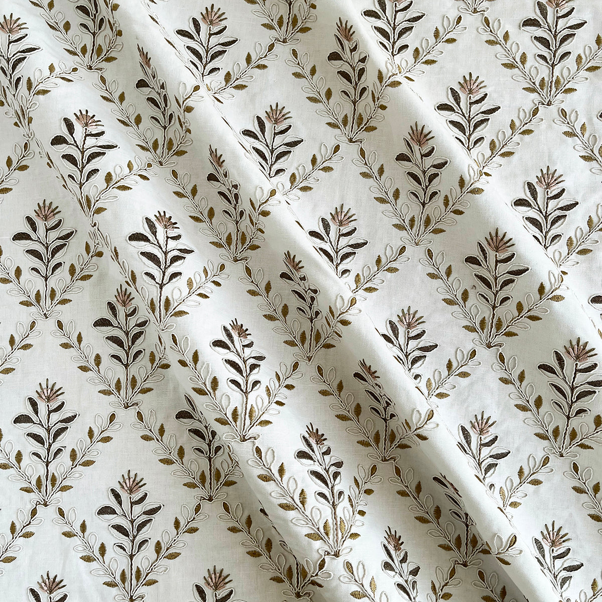 Aster - Clove