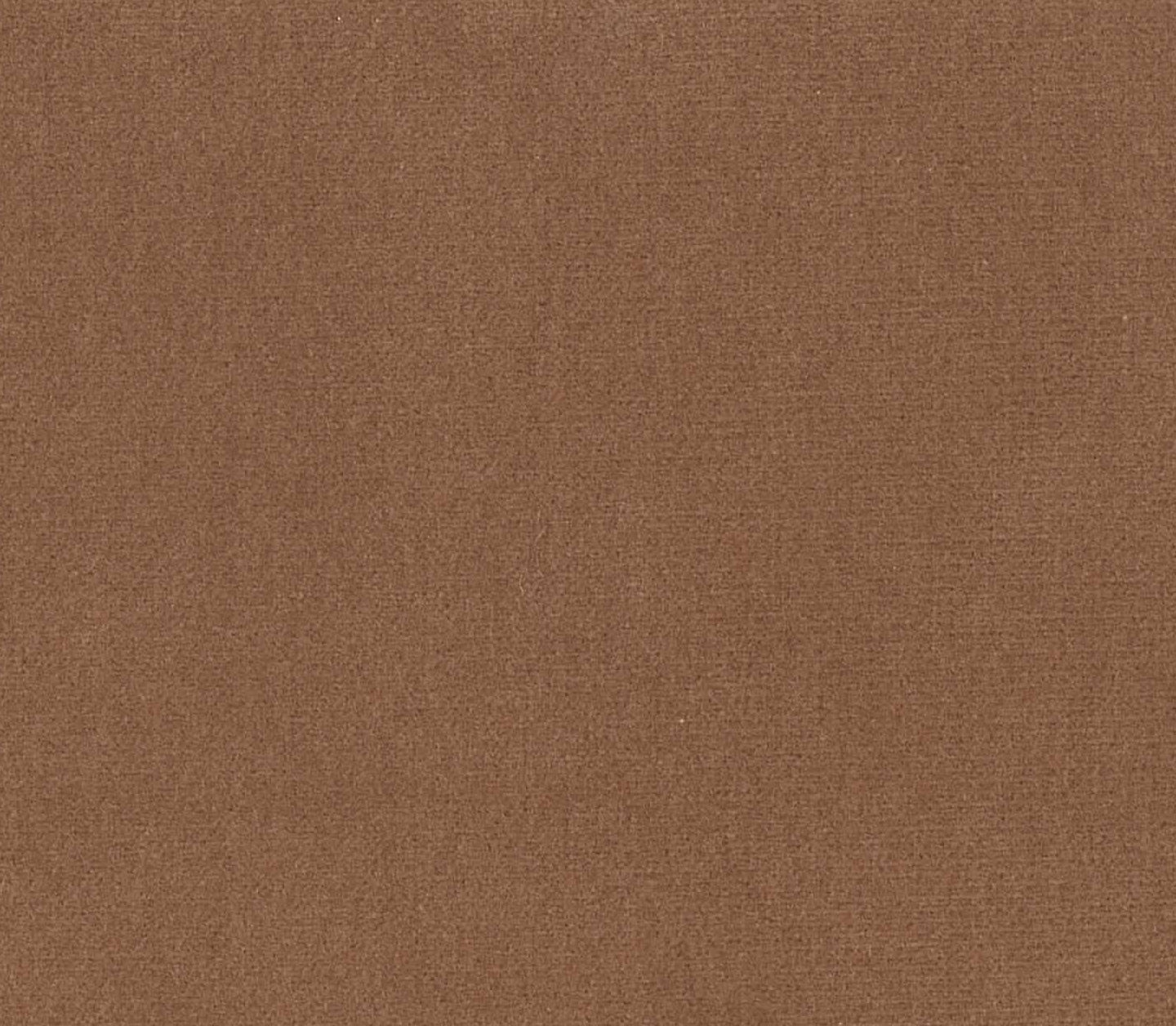 Safari - Camel