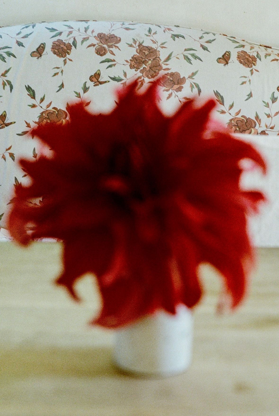 Tree Peony - Red