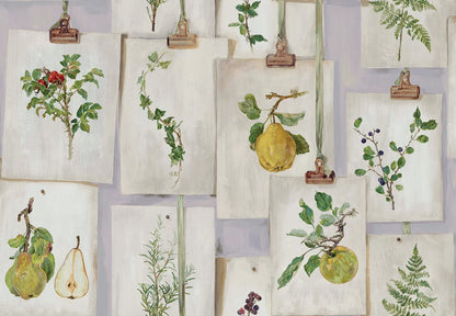 Botanical Studies - Jaipur Lilac