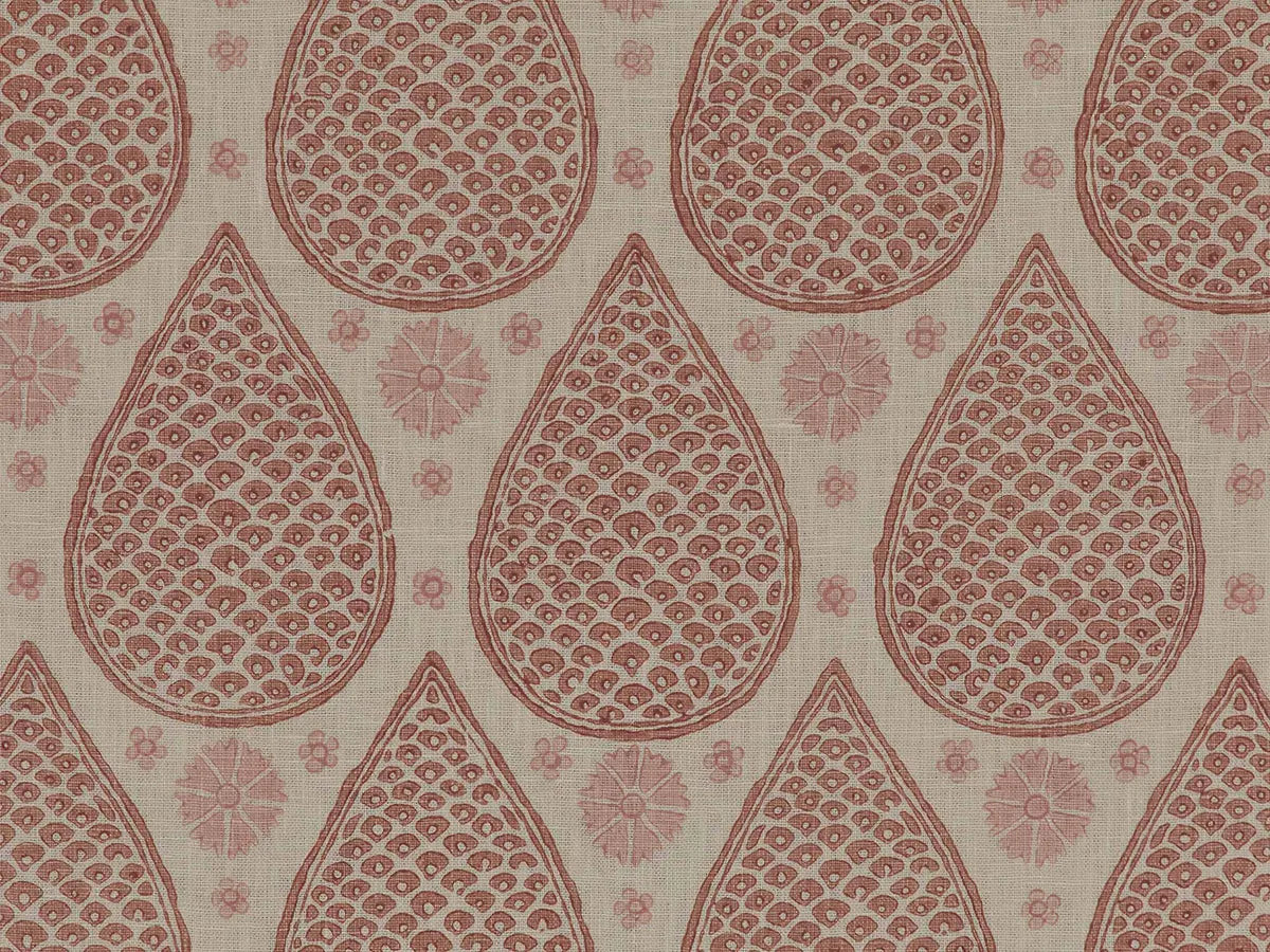 Chota Anar - Frangipani