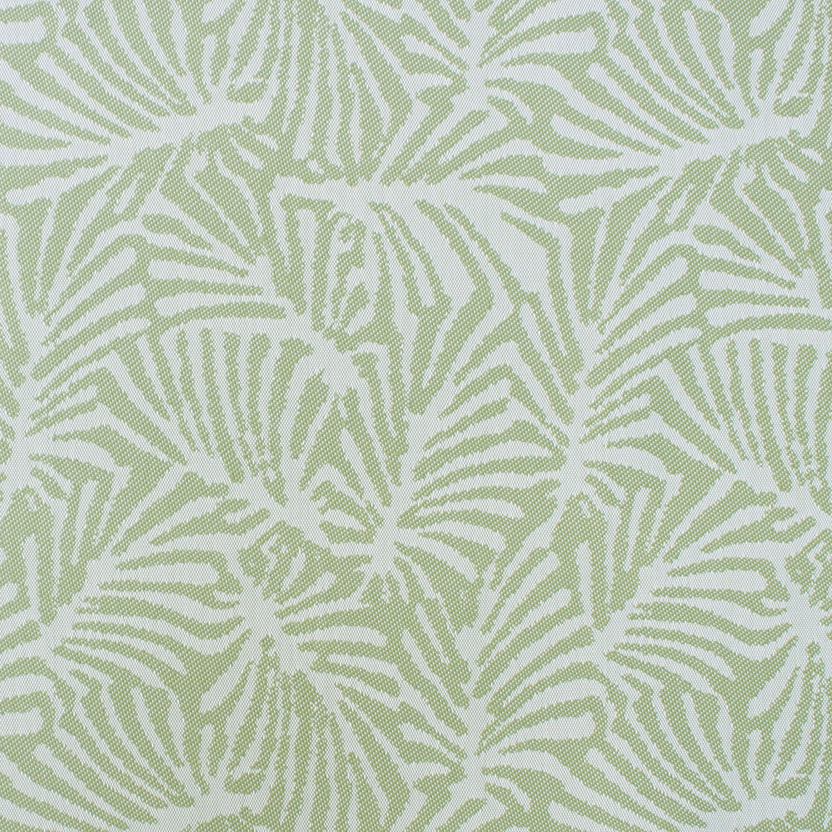 Palmetto - Kiwi