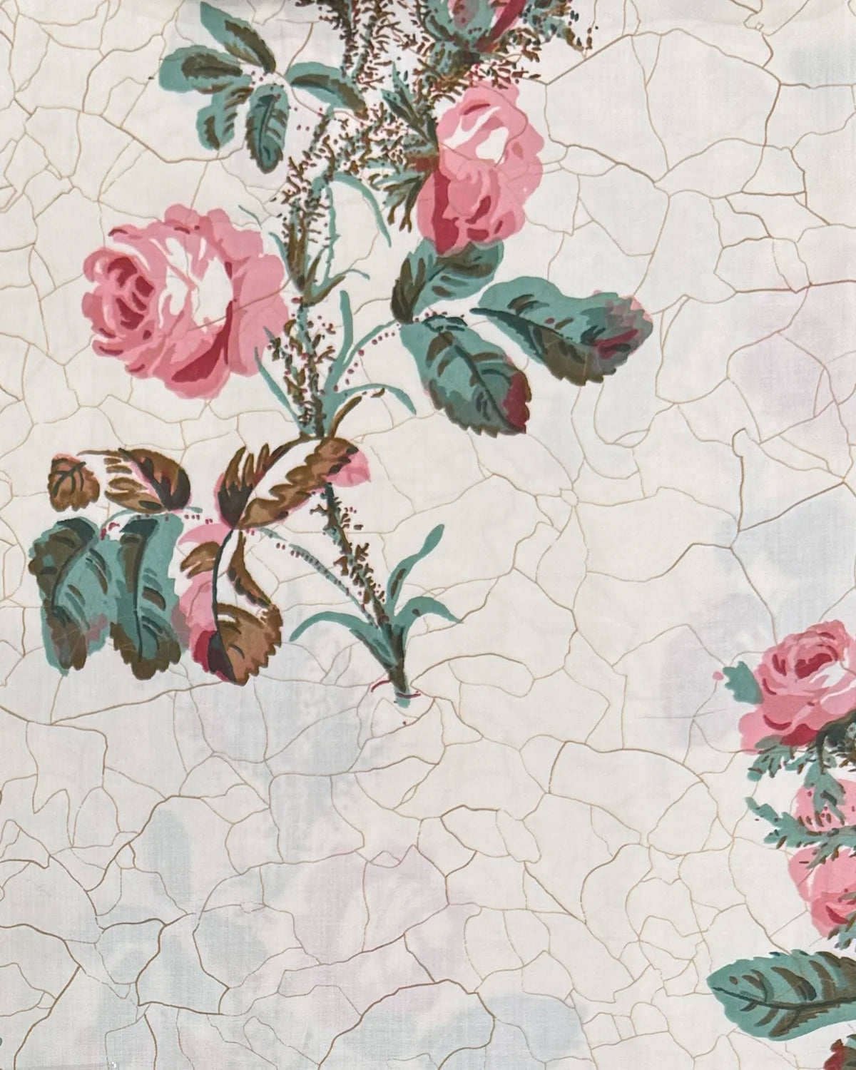 Eloise - Wild Rose